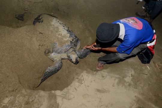 Menengok aktivitas penangkaran penyu di Pantai Sukamade