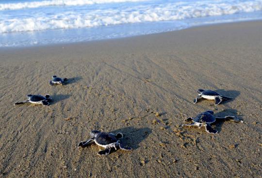 Menengok aktivitas penangkaran penyu di Pantai Sukamade