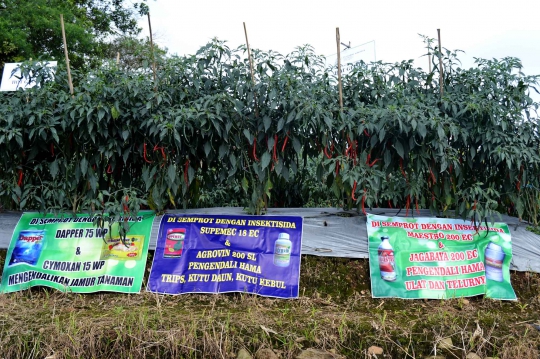 Mentan canangkan gerakan tanam cabai rawit merah