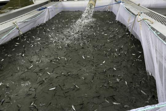 Kekeringan, ratusan ribu bayi ikan salmon dipindah ke sungai