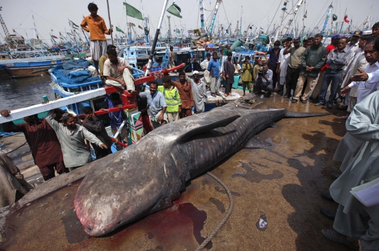 Memancing ikan, nelayan di Pakistan malah menjaring hiu paus