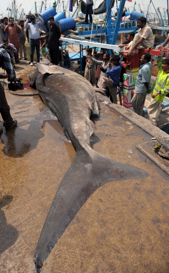 Memancing ikan, nelayan di Pakistan malah menjaring hiu paus