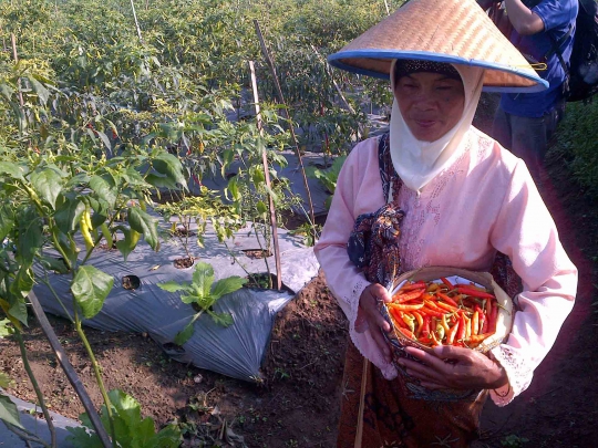 Panen cabai di Boyolali