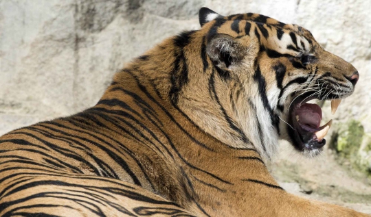 Melihat kehidupan harimau Sumatera yang dipinjam Tierpark Berlin