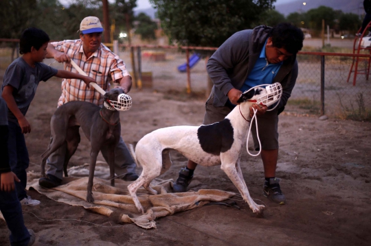 Menyaksikan ganasnya balapan 'Anjing Greyhound' di Chile