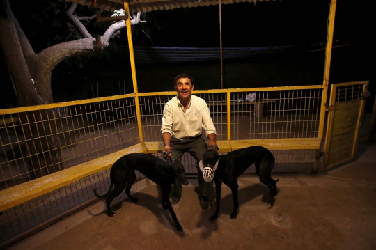 Menyaksikan ganasnya balapan 'Anjing Greyhound' di Chile