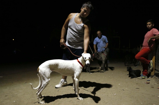 Menyaksikan ganasnya balapan 'Anjing Greyhound' di Chile