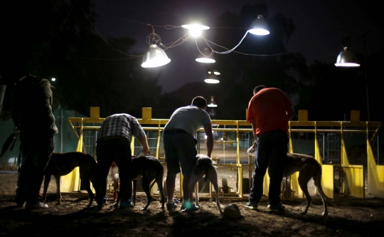 Menyaksikan ganasnya balapan 'Anjing Greyhound' di Chile
