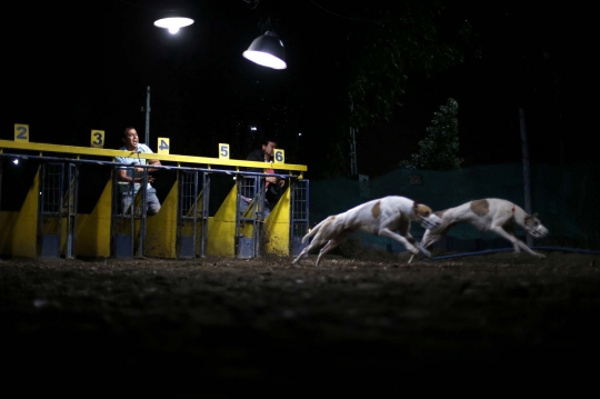 Menyaksikan ganasnya balapan 'Anjing Greyhound' di Chile