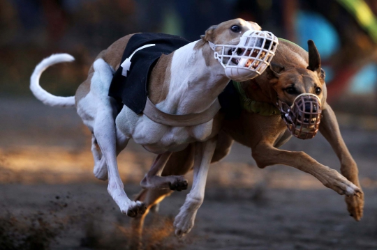 Menyaksikan ganasnya balapan 'Anjing Greyhound' di Chile