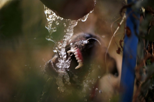 Menyaksikan ganasnya balapan 'Anjing Greyhound' di Chile