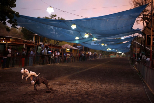 Menyaksikan ganasnya balapan 'Anjing Greyhound' di Chile