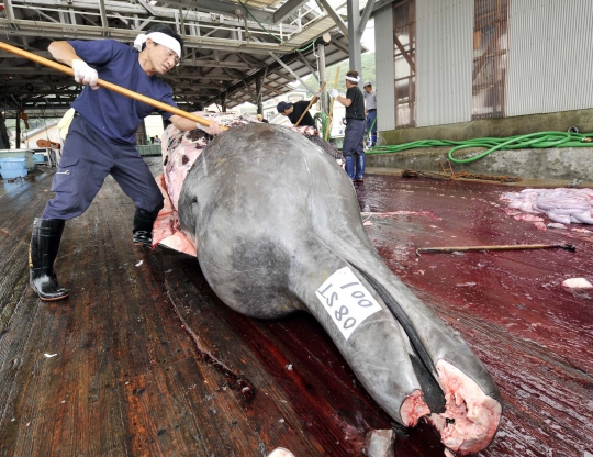 Aksi sadis nelayan Jepang berburu paus di Samudra Antartika