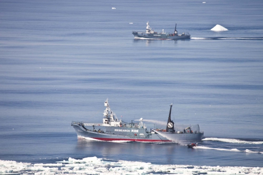 Aksi sadis nelayan Jepang berburu paus di Samudra Antartika