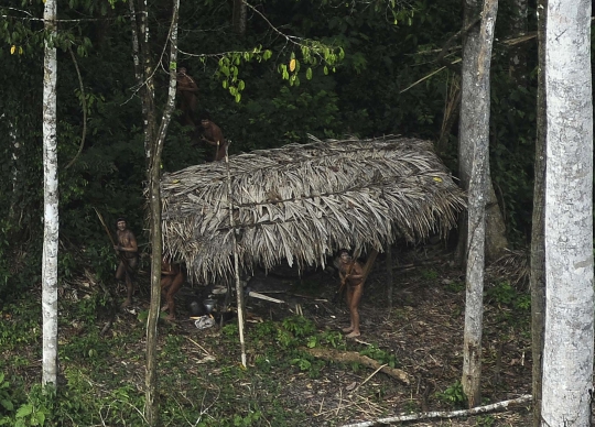 Kisah sedih suku pedalaman Hutan Amazon terancam pembalakan liar