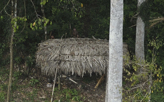 Kisah sedih suku pedalaman Hutan Amazon terancam pembalakan liar