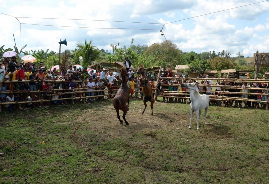 Tradisi unik pertarungan kuda di Filipina
