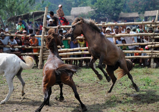 Tradisi unik pertarungan kuda di Filipina