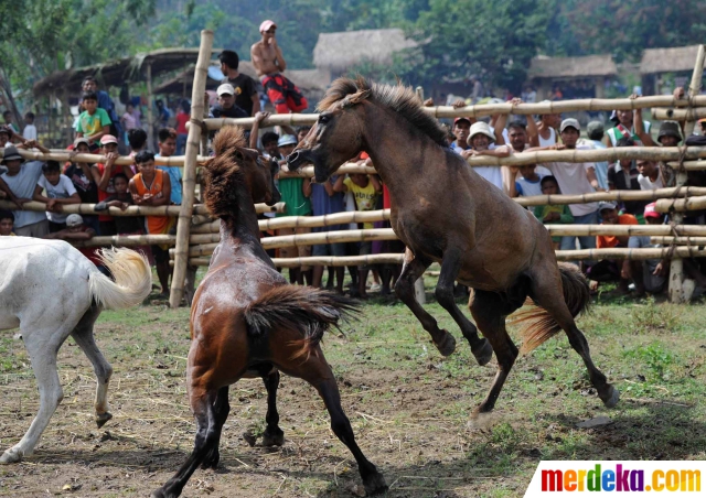 foto tradisi unik pertarungan kuda di merdeka foto tradisi unik pertarungan kuda di merdeka