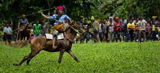 Tradisi Pasola, ritual Suku Sumba lempar tombak di atas kuda