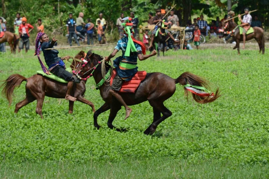 Tradisi Pasola, ritual Suku Sumba lempar tombak di atas kuda