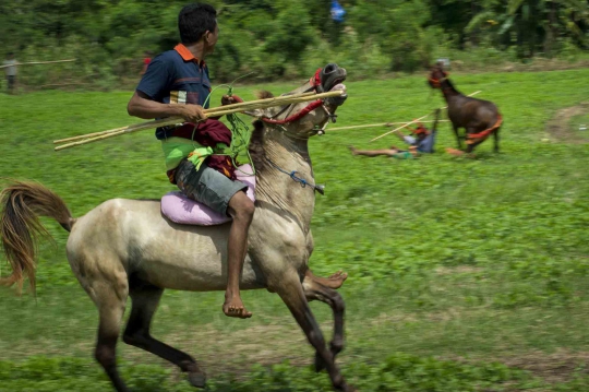 Tradisi Pasola, ritual Suku Sumba lempar tombak di atas kuda