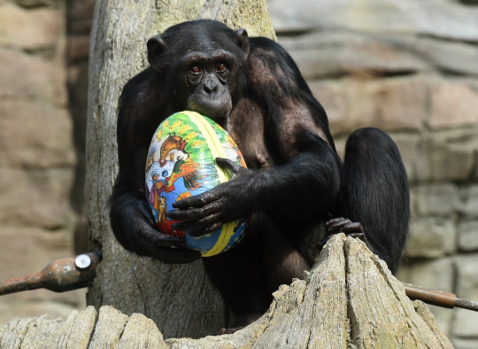 Ketika para hewan berbahagia mendapat hadiah telur Paskah