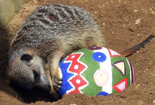 Ketika para hewan berbahagia mendapat hadiah telur Paskah