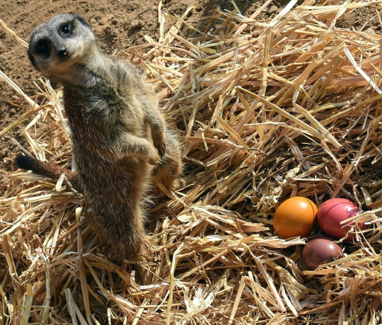 Ketika para hewan berbahagia mendapat hadiah telur Paskah