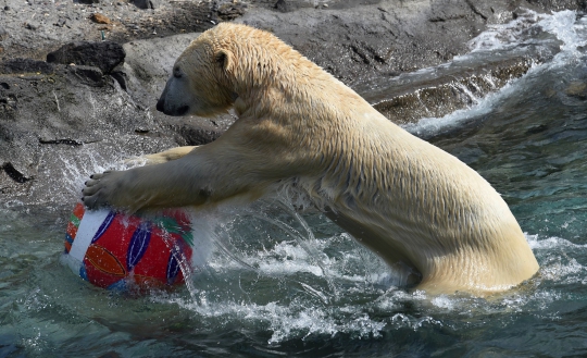 Ketika para hewan berbahagia mendapat hadiah telur Paskah