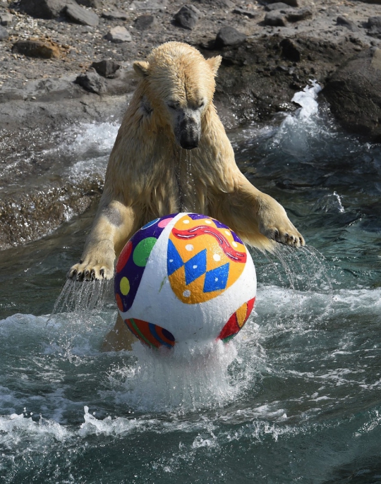 Ketika para hewan berbahagia mendapat hadiah telur Paskah