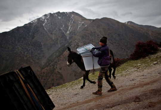 Kisah warga Afghanistan kirim logistik pemilu dengan keledai