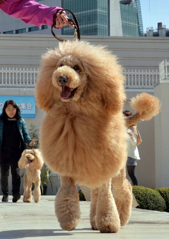 Unik, 100 Anjing di Jepang berubah menjadi singa