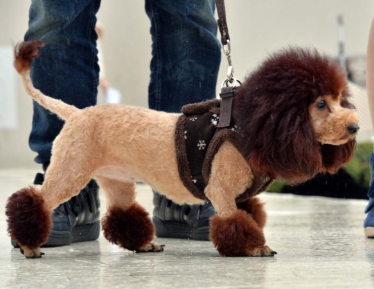 Foto Unik 100 Anjing Di Jepang Berubah Menjadi Singa Merdeka Com