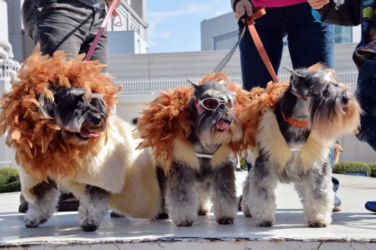 Unik, 100 Anjing di Jepang berubah menjadi singa
