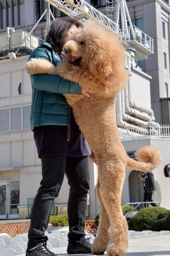 Unik, 100 Anjing di Jepang berubah menjadi singa