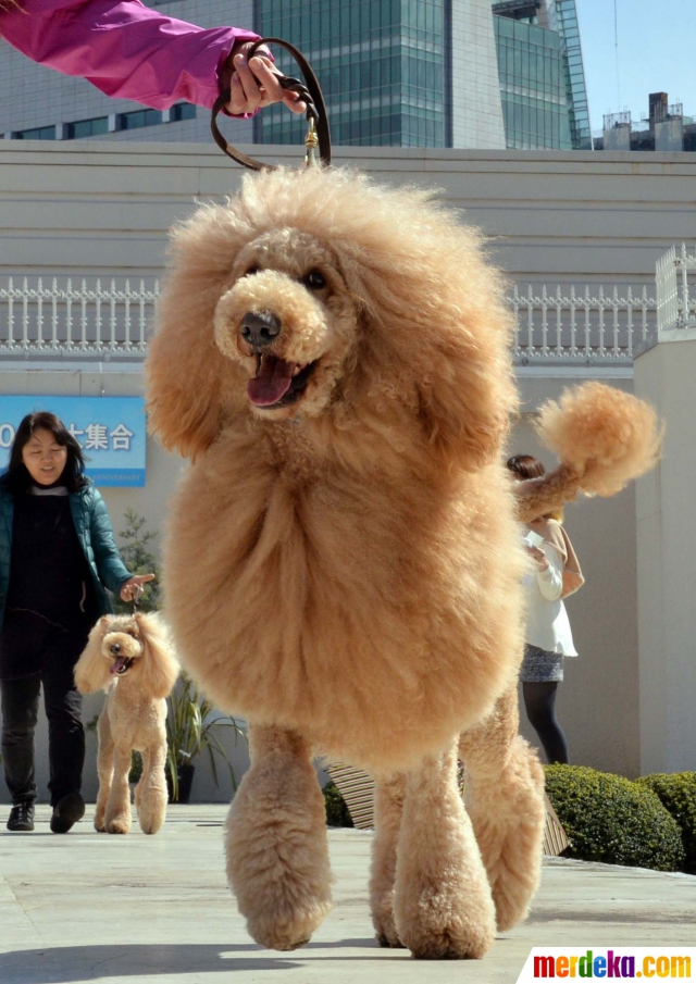 Foto Unik 100 Anjing Di Jepang Berubah Menjadi Singa Merdeka Com