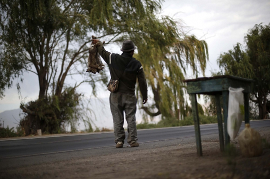 Menengok aktivitas pemburu kelinci di Cile