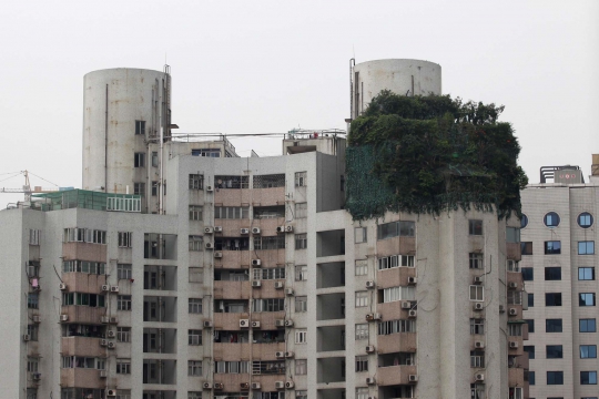 Unik, taman seluas 40 Meter persegi ini tumbuh di atas apartemen