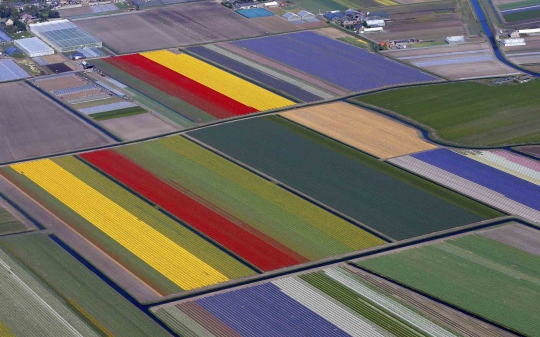 Indahnya warna-warni bunga tulip di Taman Keukenhof