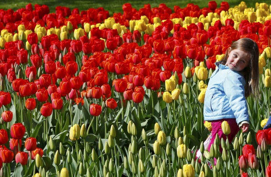 Indahnya warna-warni bunga tulip di Taman Keukenhof