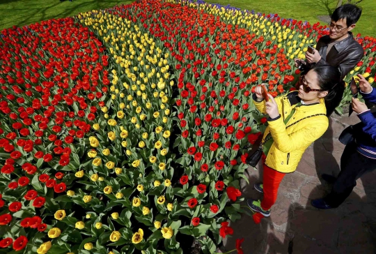 Indahnya warna-warni bunga tulip di Taman Keukenhof