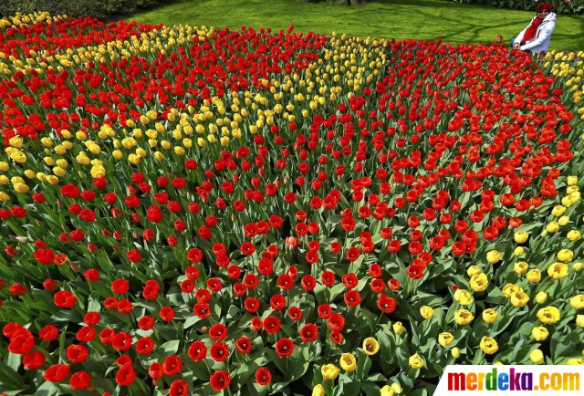 Foto Indahnya warna warni  bunga  tulip di Taman Keukenhof 