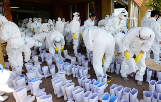 Temukan virus flu burung, Jepang musnahkan 112.000 ayam