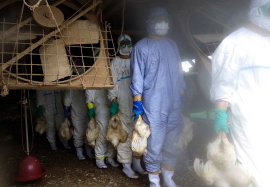 Temukan virus flu burung, Jepang musnahkan 112.000 ayam
