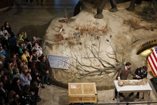 Kerangka T-Rex berusia 66 juta tahun dipamerkan di Washington