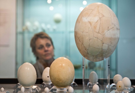 Warna-warni telur Paskah di pameran 'Eggs of the World'