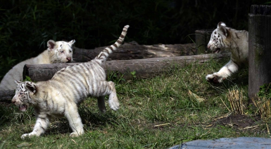 Tingkah lucu anak-anak harimau Benggala di Buenos Aires Zoo