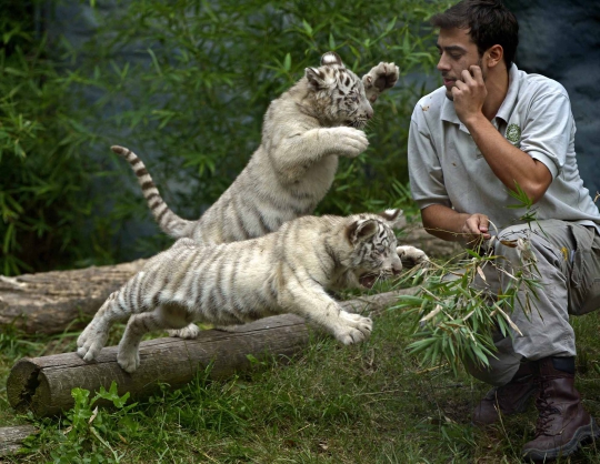 Tingkah lucu anak-anak harimau Benggala di Buenos Aires Zoo