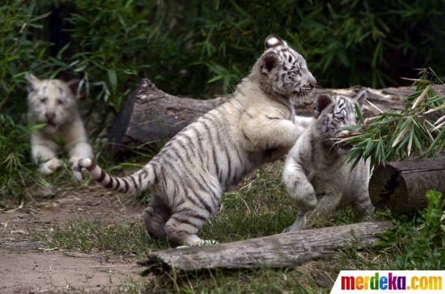 Foto Anak  Harimau Putih Lucu Gambar Ngetrend dan VIRAL